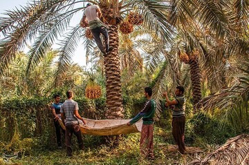 برداشت خارک و رطب در آبادان