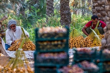 برداشت خارک و رطب در آبادان
