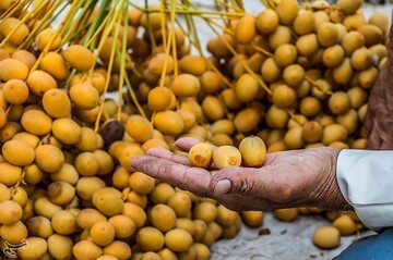 برداشت خارک و رطب در آبادان