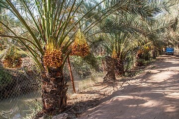 برداشت خارک و رطب در آبادان