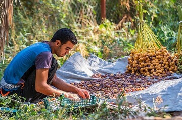 برداشت خارک و رطب در آبادان