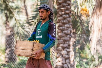برداشت خارک و رطب در آبادان