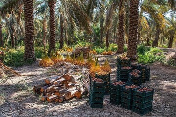 برداشت خارک و رطب در آبادان
