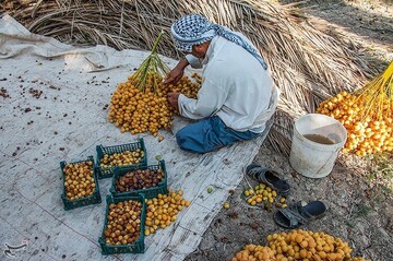 برداشت خارک و رطب در آبادان
