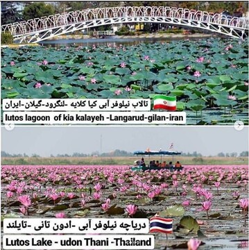 تالاب نیلوفر آبی کیا کلایه لنگرود و دریاچه نیلوفر آبی تایلند