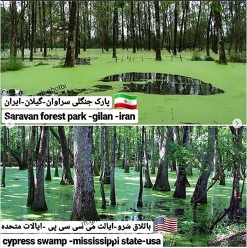 پارک جنگلی سراوان گیلان و باتلاق سرو ایالت می‌سی‌سی‌پی