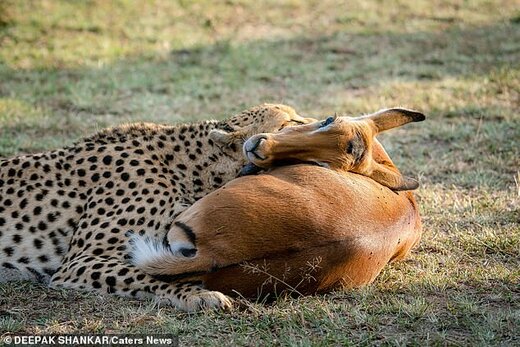 حیات وحش کنیا