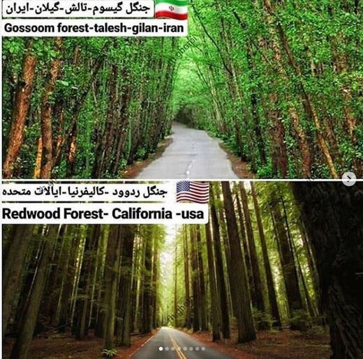 جنگل گیسوم تالش و جنگل ردوود کالیفرنیا