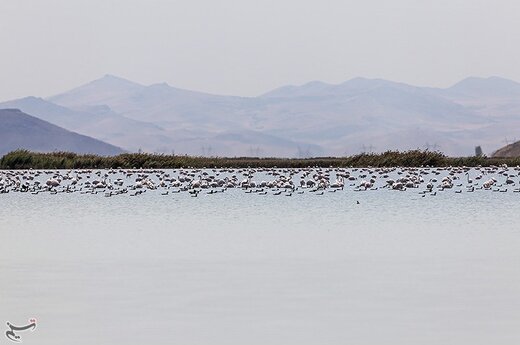 حضور بیش از چهل هزار فلامینگو در پارک ملی دریاچه ارومیه