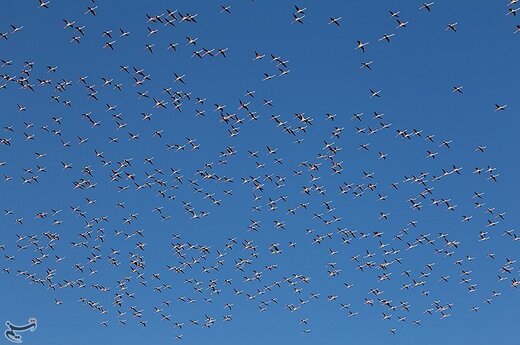 در دهه 80 دریاچه ارومیه بزرگترین زیستگاه و مکان برای تجمع این پرنده بود که شمار آن تا 500 هزار بال می رسید اما به تدریج با بحران کم آبی و خشک شدن بخش زیادی از دریاچه ارومیه و تالاب های حاشیه آن شمار آن‌ها به کمتر از 5 هزار بال هم رسید