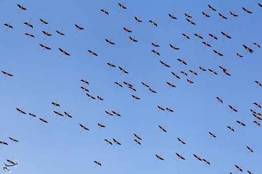 حضور بیش از چهل هزار فلامینگو در پارک ملی دریاچه ارومیه
