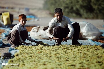 برداشت انگور و استحصال کشمش در ملایر