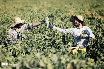 برداشت انگور و استحصال کشمش در ملایر