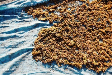 برداشت انگور و استحصال کشمش در ملایر