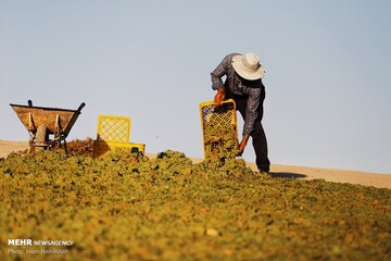 برداشت انگور و استحصال کشمش در ملایر