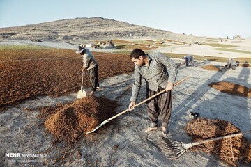 برداشت انگور و استحصال کشمش در ملایر