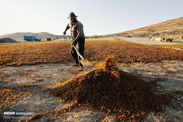 برداشت انگور و استحصال کشمش در ملایر