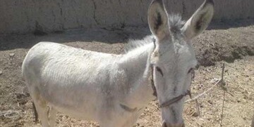 حیوان‌آزار بهشهری همچنان متواری است
