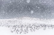 عکس | مهمانی پنگوئن‌ها در عکس روز نشنال جئوگرافیک