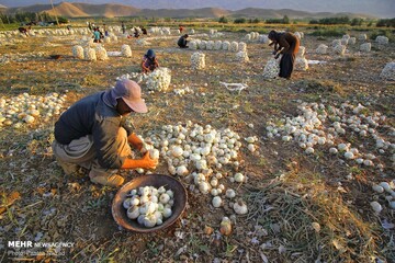 برداشت پیاز از مزارع استان چهارمحال و بختیاری