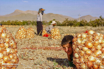 برداشت پیاز از مزارع استان چهارمحال و بختیاری