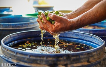 آغاز فصل برداشت زیتون در منجیل