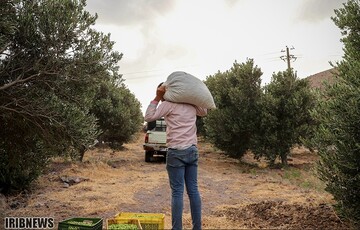 آغاز فصل برداشت زیتون در منجیل