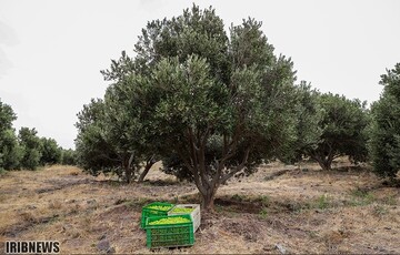 آغاز فصل برداشت زیتون در منجیل