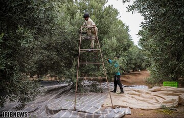 آغاز فصل برداشت زیتون در منجیل