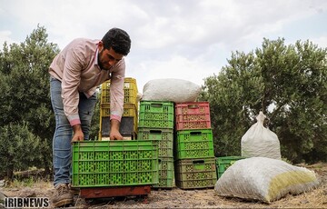 آغاز فصل برداشت زیتون در منجیل