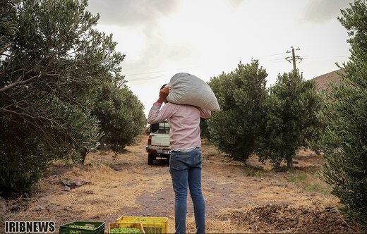 آغاز فصل برداشت زیتون در منجیل