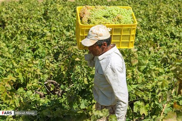 برداشت انگور و تولید شیره در دره جوزان