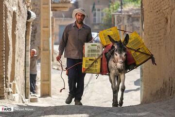برداشت انگور و تولید شیره در دره جوزان