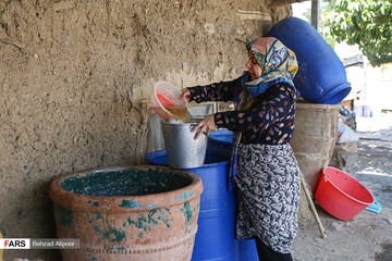 برداشت انگور و تولید شیره در دره جوزان