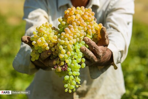 برداشت انگور و تولید شیره در دره جوزان