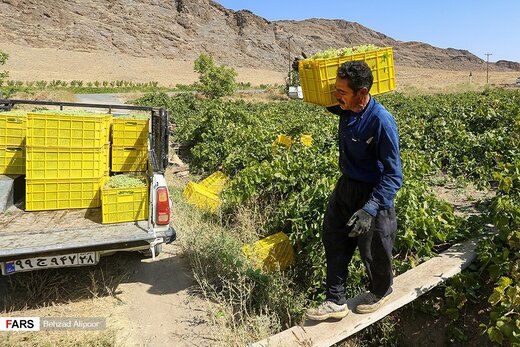 برداشت انگور و تولید شیره در دره جوزان