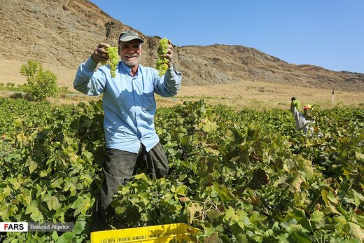 برداشت انگور و تولید شیره در دره جوزان