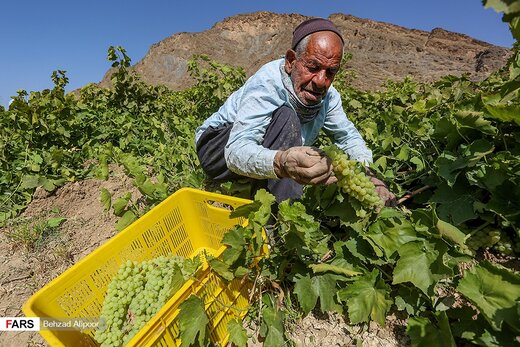 برداشت انگور و تولید شیره در دره جوزان