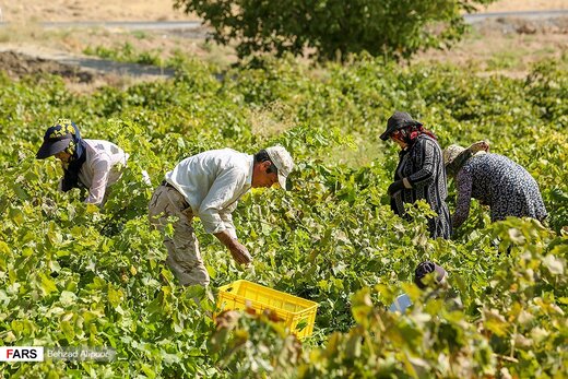 برداشت انگور و تولید شیره در دره جوزان