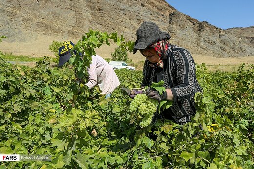 برداشت انگور و تولید شیره در دره جوزان