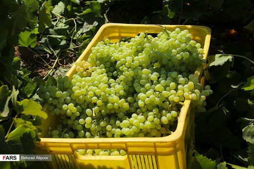 برداشت انگور و تولید شیره در دره جوزان