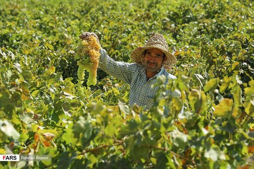 برداشت انگور و تولید شیره در دره جوزان