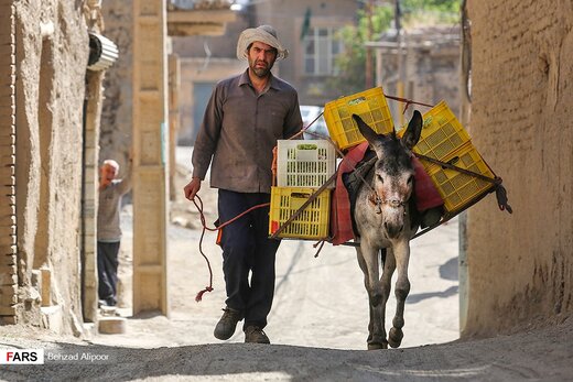 برداشت انگور و تولید شیره در دره جوزان