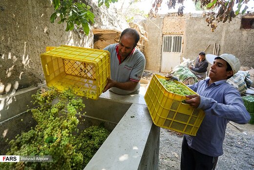 برداشت انگور و تولید شیره در دره جوزان