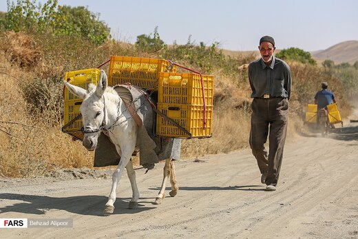 برداشت انگور و تولید شیره در دره جوزان