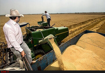 نرخ خرید تضمینی گندم ۲۲۰۰ تومانی چه مشکلاتی به دنبال دارد؟
