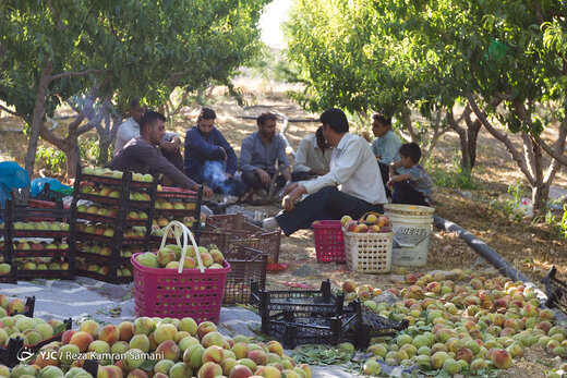 برداشت هلو در سامان