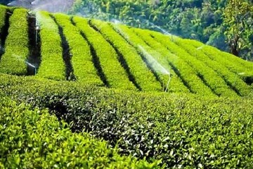 سالانه ۲۵ هزارتن چای ایرانی کجا می‌رود؟
