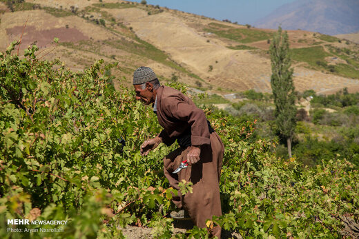برداشت انگور سیاه از باغات استان کردستان