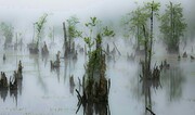درختان تسخیر شده دریاچه ارواح